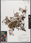 Foto von Salix reticulata L.